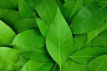 background of green leaves close up