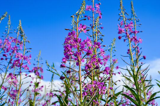 The cypress plant on the background of the blue sky. Purple flowers of ivan-tea on a blue background. Medicinal plant. Honey plant.