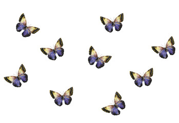 Fototapeta na wymiar Butterfly drawn in watercolor illustration on a white background