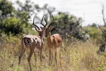 Two impala antelope standing face to face in the African wilderness. 