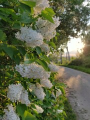 white lilac and the sunset sun
