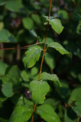 green leaves on the water