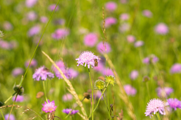 Flowers of Knautia close up on a meadow