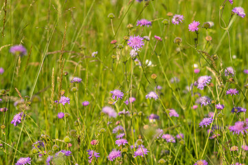 Obraz premium Flowers of Knautia close up on a meadow