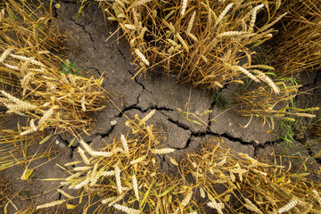 drought and bad harvest - parched land on crops field due to hot and dry summer - obrazy, fototapety, plakaty