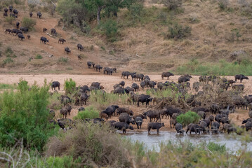 Fototapeta na wymiar Wide shot of a herd of buffalo gathering at a water hole in the African wilderness.