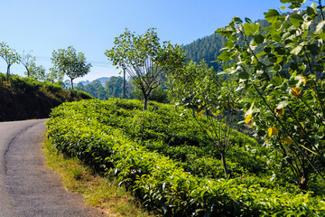 Fototapeta na wymiar Tea Planation in hill country on Sri Lanka
