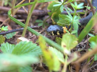 Portrait Of A Grass Snake In The Nature. Harmless small snake, Natrix natrix. Grass snake in the meadow. Reptile population 