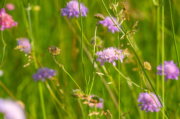 Flowers of Knautia close up on a meadow