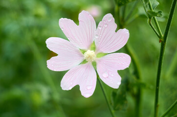 Obraz premium Creeping phlox, also known as the moss phlox with water drops on petals