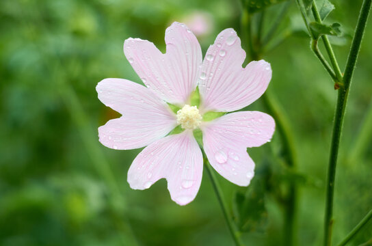 Creeping phlox, also known as the moss phlox with water drops on petals