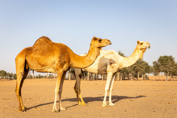 Two dromedary camels (Camelus dromedarius) standing on sand in a desert farm, with ghaf forest in the background, Sharjah, United Arab Emirates.
