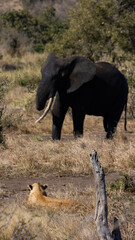 Elephant bull walking past a pride of lions