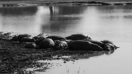 a large pod of hippos at a waterhole