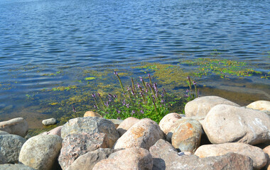 Fototapeta na wymiar Beautiful landscape with lake in sunny summer day. Northwest Europe. Eco-tourism. Horizontal view. Wallpaper. 