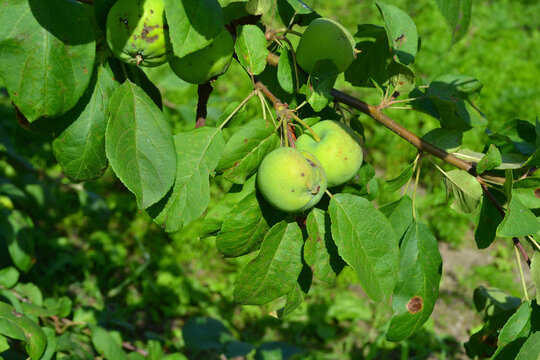 Green apples on apple-tree. Gardening. Closeup 