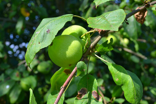 Green apples on apple-tree. Gardening. Closeup 