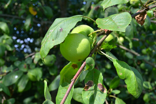 Green apples on apple-tree. Gardening. Closeup 