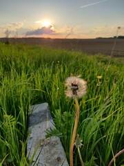 dandelion in the field and summer sunset