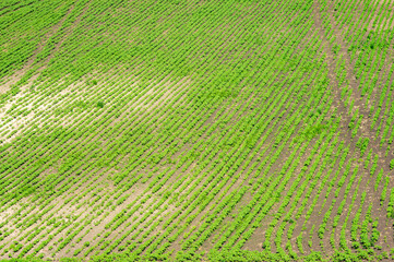 Rural landscape, green field sown with soybeans on a summer day in Ukraine
