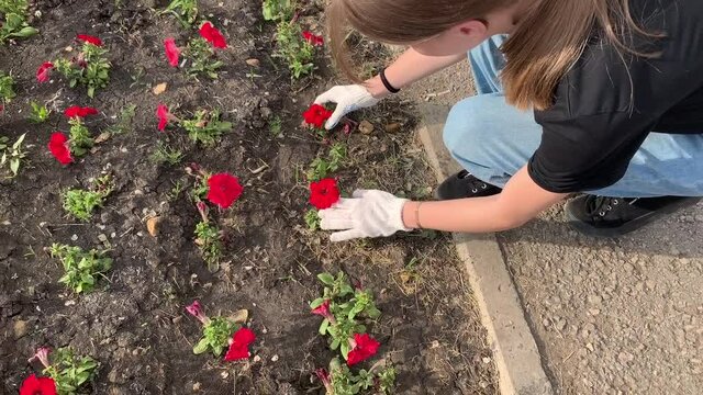young girl in fabric gloves and jeans caring for flowers on a city flower bed