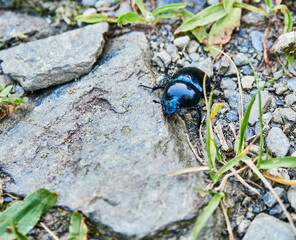 Escarabajo en naturaleza