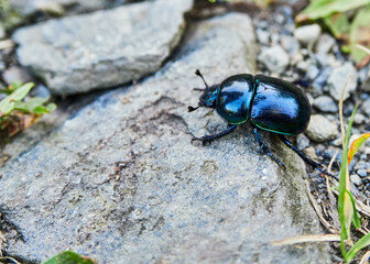 Escarabajo en naturaleza