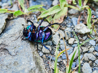 Escarabajo en naturaleza