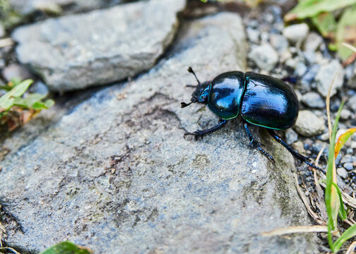 Escarabajo en naturaleza