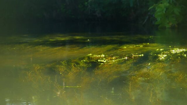 The transparent clear water in the river is filled with long algae that wriggle intricately. Insect clouds circling above the water surface