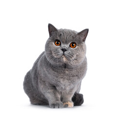 Fabulous young adult blue tortie British Shorthair cat, sitting half up. Looking towards camera with big orange eyes. Isolated on a white background.