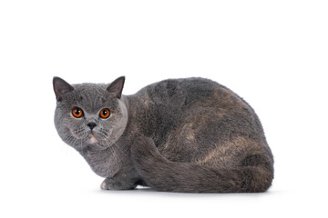 Fabulous young adult blue tortie British Shorthair cat, laying down side ways. Looking towards camera with big orange eyes. Isolated on a white background.