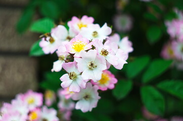 Delicate,beautiful, pale pink rosehip flowers with large yellow buds bloomed in the garden. Flowering bush Rosa majalis, Rosaceae