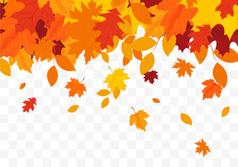 Autumn falling leaves isolated on white background. Autumn background with golden maple and oak leaves.