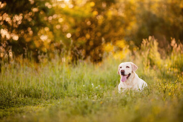 Active, smile and happy purebred labrador yellow dog walk in grass park on sunset summer day....