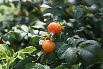 해당화꽃씨입니다