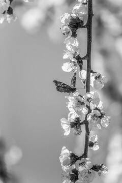 butterfly on blossoming branches in black and white