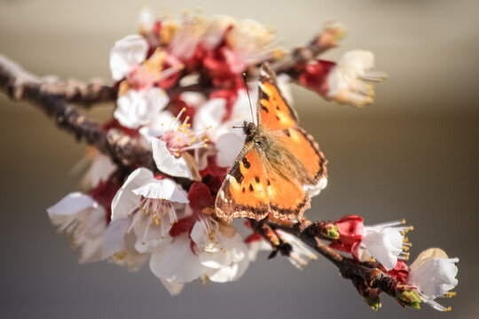 butterfly on a branch