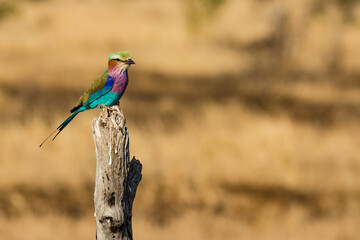 lilac breasted roller