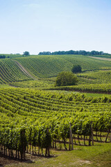 Fototapeta na wymiar green wineyard landscape