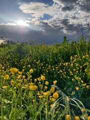 field of yellow flowers and dramatic sunset sky