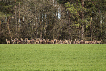 herd of deer sika in the field
