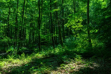 Tuinposter Bosweg Las drzewa puszcza park krajobraz gęsty stary zielony zieleń cień światło naturalny buk  © Dariusz