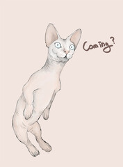 watchman cat waiting for someone