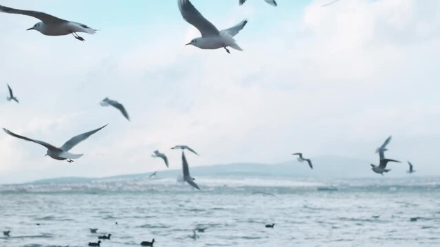 Flock of seagulls flies near the sea shore against the background of the blue sky. In the background a mountain landscape. Slow motion 240FPS.