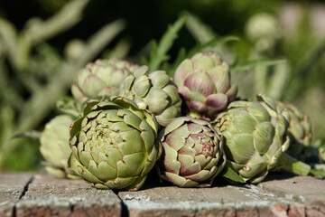 Obraz premium Fresh artichoke globes on wooden table in garden