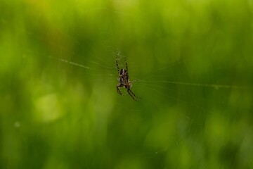 spider on the web