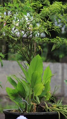 wet leaves after rain