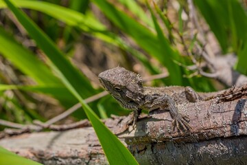 lizard on the tree