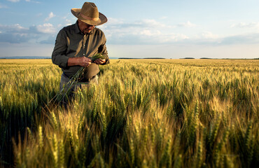 Senior farmer in standing in wheat field examining crop at sunset.